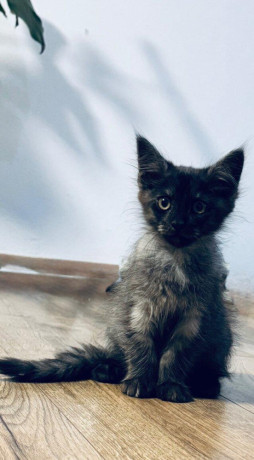 maine-coon-mainska-myvalia-big-2