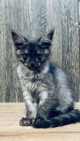 maine-coon-mainska-myvalia-big-1