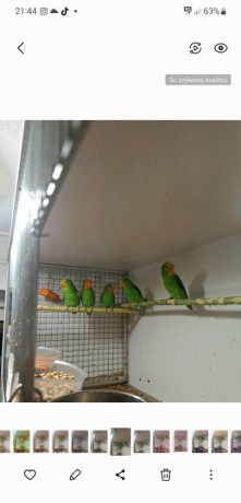 agapornis-pullaria-big-0