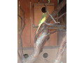 holubok-diamantovy-small-0