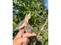 korely-maznacikovia-small-0
