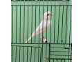 recesivne-biele-kanariky-small-0