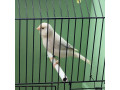 recesivne-biele-kanariky-small-2