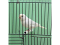 recesivne-biele-kanariky-small-1