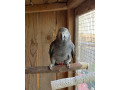 zako-kongo-small-1