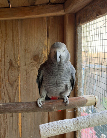 zako-kongo-big-1
