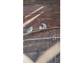 predam-small-1