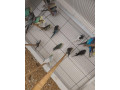 predam-vystavne-andulky-small-3