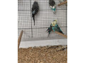 predam-vystavne-andulky-small-2