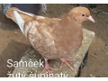 predam-polsky-rys-supinaty-small-2