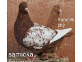 predam-polsky-rys-supinaty-small-1