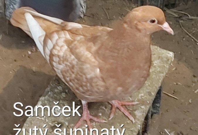 predam-polsky-rys-supinaty-big-2