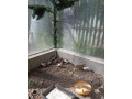 prepelica-cinska-prepelicky-small-0