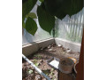 prepelica-cinska-prepelicky-small-2