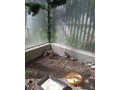 prepelica-cinska-prepelicky-small-1