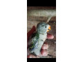 predam-small-0