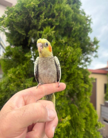 korela-mlada-maznacik-big-3