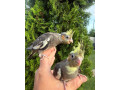 korely-rezervacie-maznacikovia-small-4
