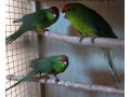 predam-kakariky-cervenocele-small-0