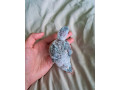 pyrura-zelenolica-small-2