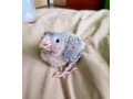 pyrura-zelenolica-small-0