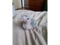 pyrura-zelenolica-small-1