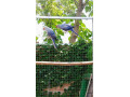 alexander-maly-violet-pastel-hch-small-0