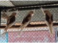 predam-korely-small-2