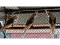 predam-korely-small-3