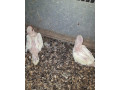 alexander-maly-small-1