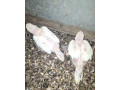 alexander-maly-small-2