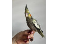 korela-rucne-dokrmena-korela-krotka-korela-small-3