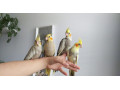 korela-rucne-dokrmena-korela-krotka-korela-small-2