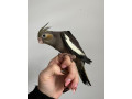 korela-rucne-dokrmena-korela-krotka-korela-small-1