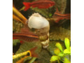 slimaky-vezovky-small-0