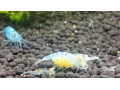 krevetky-neocardina-davidi-blue-jelly-small-0