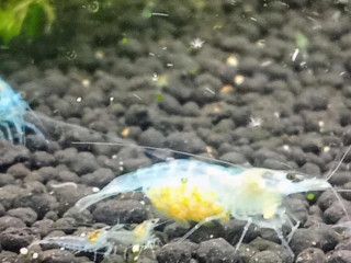 krevetky-neocardina-davidi-blue-jelly