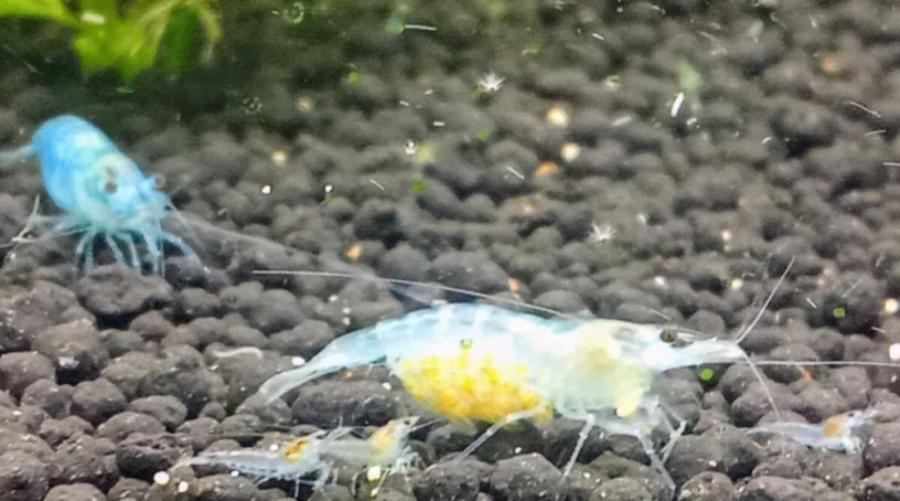 krevetky-neocardina-davidi-blue-jelly-big-0