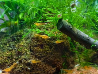 neocardina-davidi-orange-sunkist