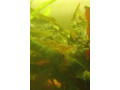 krevetky-macrobrachium-dayanum-small-0