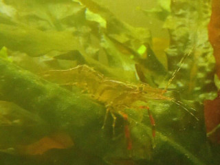 krevetky-macrobrachium-dayanum