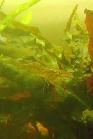 krevetky-macrobrachium-dayanum-big-0