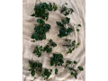 korene-rastliny-prislusenstvo-small-4