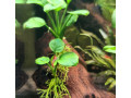 krevetky-neocaridina-red-cherry-red-rilli-small-3
