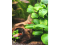 krevetky-neocaridina-red-cherry-red-rilli-small-0
