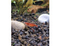 krevetky-neocaridina-red-cherry-red-rilli-small-1