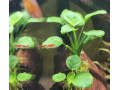 krevetky-neocaridina-red-cherry-red-rilli-small-2