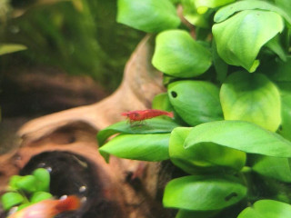 krevetky-neocaridina-red-cherry-red-rilli