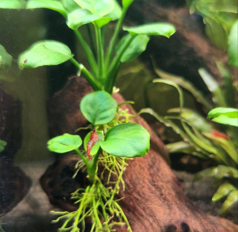 krevetky-neocaridina-red-cherry-red-rilli-big-3