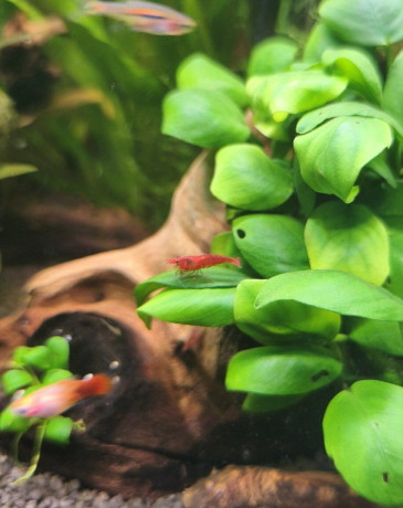 krevetky-neocaridina-red-cherry-red-rilli-big-0